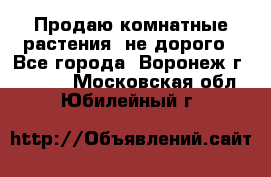 Продаю комнатные растения  не дорого - Все города, Воронеж г.  »    . Московская обл.,Юбилейный г.